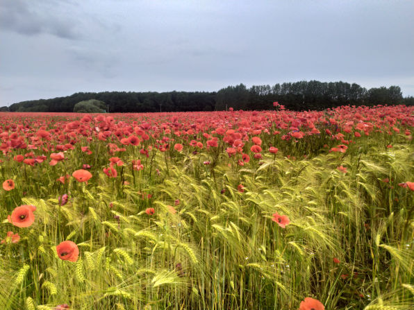 Sommer Saison