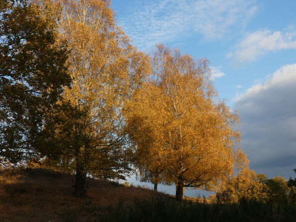 Frühling/Herbst